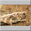 Tetrix ceperoi - Westliche Dornschrecke 06 9mm.jpg